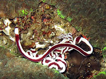 Image of Baseodiscus hemprichii (Ribbon worm)