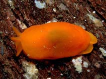 Image of Berthellina citrina (Orange gumdrop)