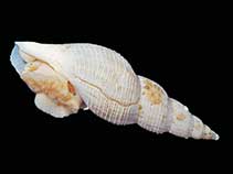 Image of Belaturricula ergata 