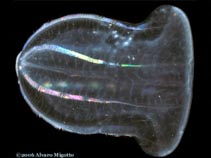 Image of Beroe ovata (Brown comb jelly)