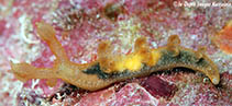 Image of Bornella johnsonorum 