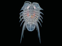 Image of Brucerolis bromleyana 