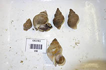 Image of Buccinum polare (Polar whelk)