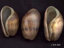 Image of Bulla quoyii (Brown bubble shell)