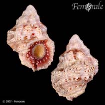 Image of Lampasopsis rhodostoma (St. Thomas frogsnail)