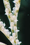 Image of Bugulina stolonifera 