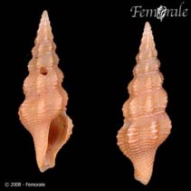 Image of Carinodrillia adonis 