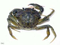 Image of Carcinus aestuarii (Mediterranean shore crab)