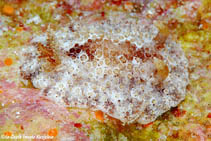 Image of Carminodoris bifurcata 