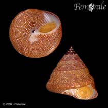 Image of Calliostoma jujubinum (Mottled topsnail)