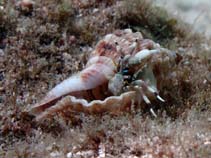Image of Calcinus latens (Hidden hermit)