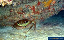 Image of Carpilius maculatus (Clown crab)