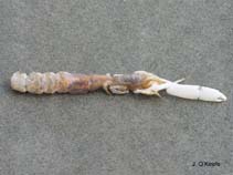 Image of Callichirus major (Carolinian ghost shrimp)