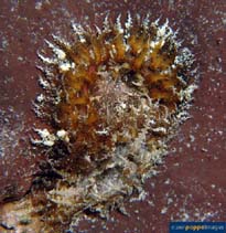 Image of Calliactis polypus (Outer-hermit sea anemone)