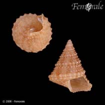 Image of Calliostoma sapidum (Ratchet topsnail)