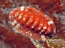 Image of Callochiton septemvalvis 