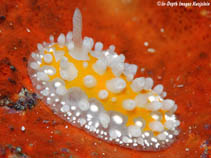 Image of Cadlinella subornatissima 