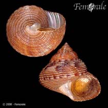 Image of Calliostoma unicum (Dall\