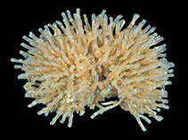 Image of Cephalodiscus densus 