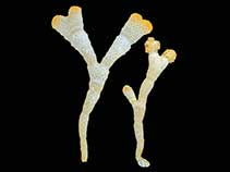 Image of Cellarinella laytoni 