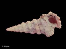 Image of Cerithium nodulosum (Giant knobbed cerith)