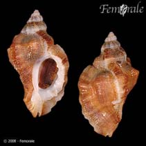 Image of Ceratostoma nuttalli 