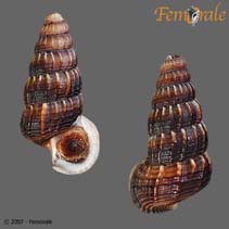 Image of Cerithidea obtusa (Obtuse horn shell)