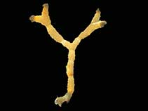 Image of Cellarinella rogickae 