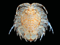 Image of Ceratoserolis trilobitoides 