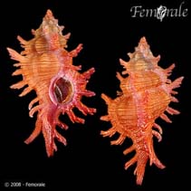 Image of Chicoreus aculeatus (Pendant murex)