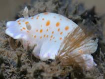 Image of Chromodoris ambigua (Ambiguous Chromodoris)