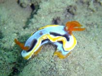 Image of Chromodoris annae (Anna\