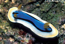 Image of Chromodoris annae (Anna\