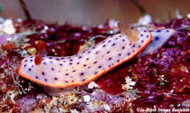 Image of Chromodoris aspersa (Purple spotted nudibranch)