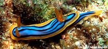 Image of Chromodoris elizabethina (Elisabeth\