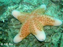 Image of Choriaster granulatus (Granular sea star)