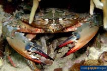 Image of Charybdis japonica (Japanese swimming crab)