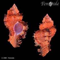 Image of Chicoreus laciniatus 