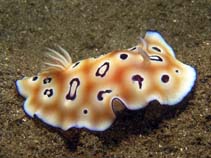 Image of Chromodoris leopardus (Leopard Chromodoris)