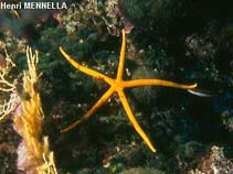 Image of Chaetaster longipes 