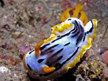 Image of Chromodoris michaeli (Michaels Chromodoris)