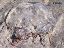 Image of Chiropsalmus quadrumanus (Four-handed box jellyfish)