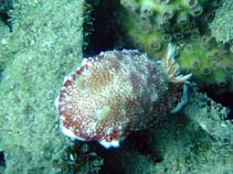 Image of Chromodoris reticulata (Reticulated Chromodoris)