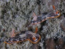 Image of Chromodoris striatella (Striate Chromodoris)