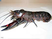 Image of Cherax tenuimanus (Hairy marron)