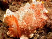 Image of Chromodoris tinctoria (Tinctorial sea slug)