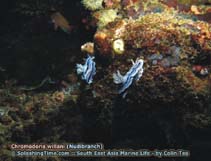 Image of Chromodoris willani (Willan\