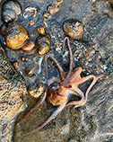 Image of Cistopus indicus (Old woman octopus)