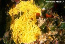 Image of Clathrina clathrus (White Clathrina)