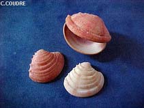 Image of Clausinella fasciata (Banded venus)